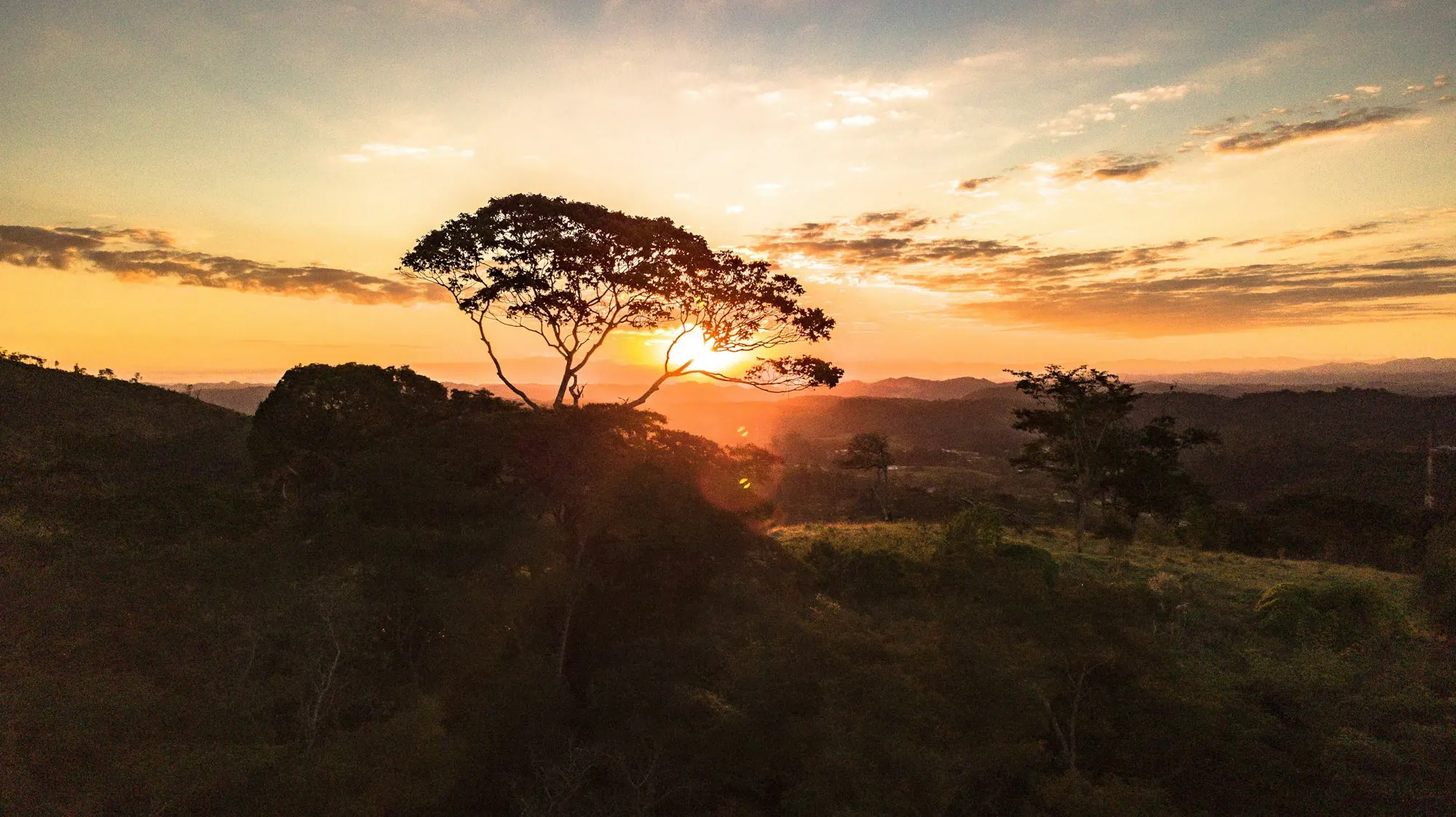 Árvore ao pôr do sol no campo do interior paulista